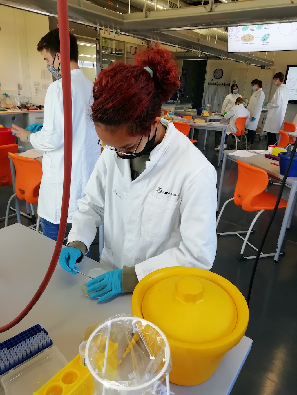 Bild 3 BakterienPlatte